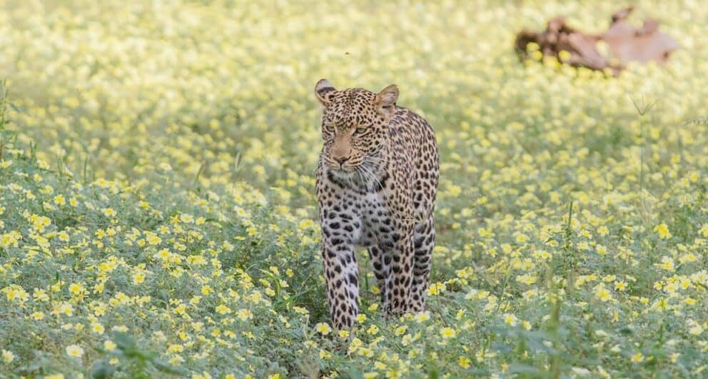 Leopard in a field of flowers, Botswana.