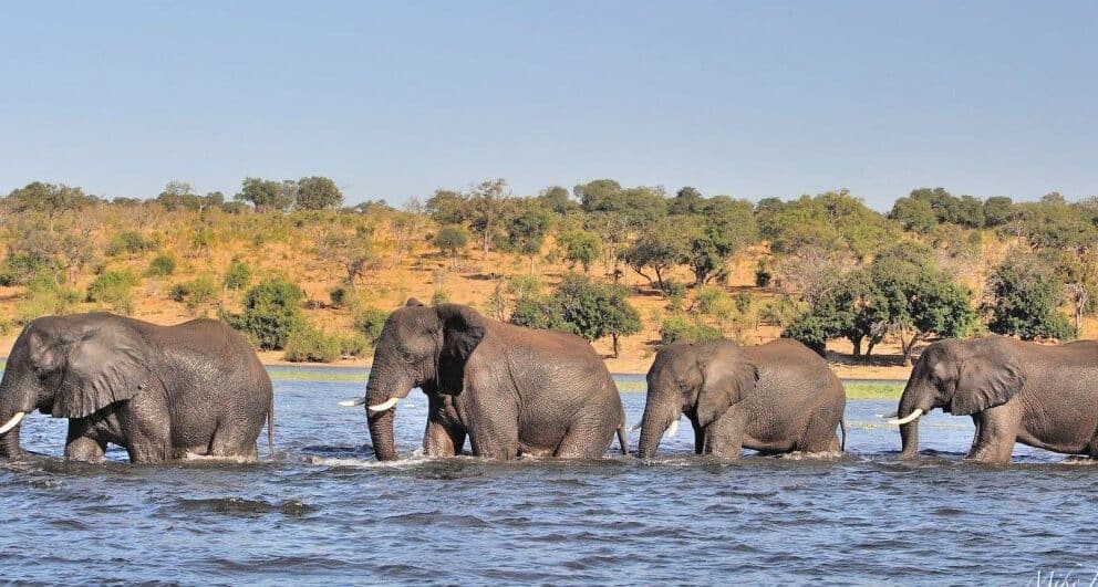 A herd of elephants wade through a river in Botswana.