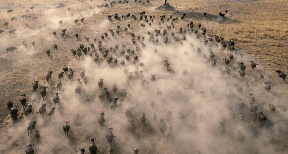 A large herd of buffalo crash through the plains of northern Botswana.