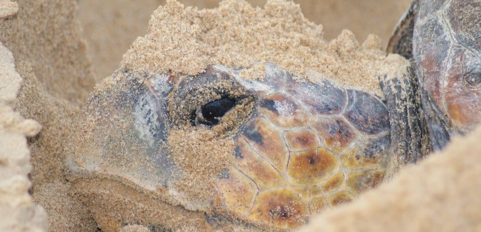 Kosi-forest-lodge-isimangaliso-kwazulu-natal-accommodation-south-africa-loggerhead-turtle-tracking