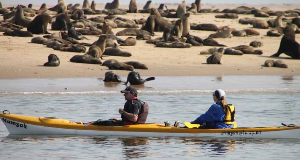kayaking along the skeleton coast seals things to do in namibia