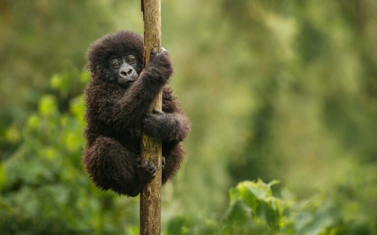 A baby gorilla clinging to a tree in Rwanda.
