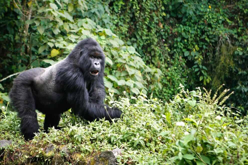 Mountain gorilla in VIrunga National Park, Uganda.