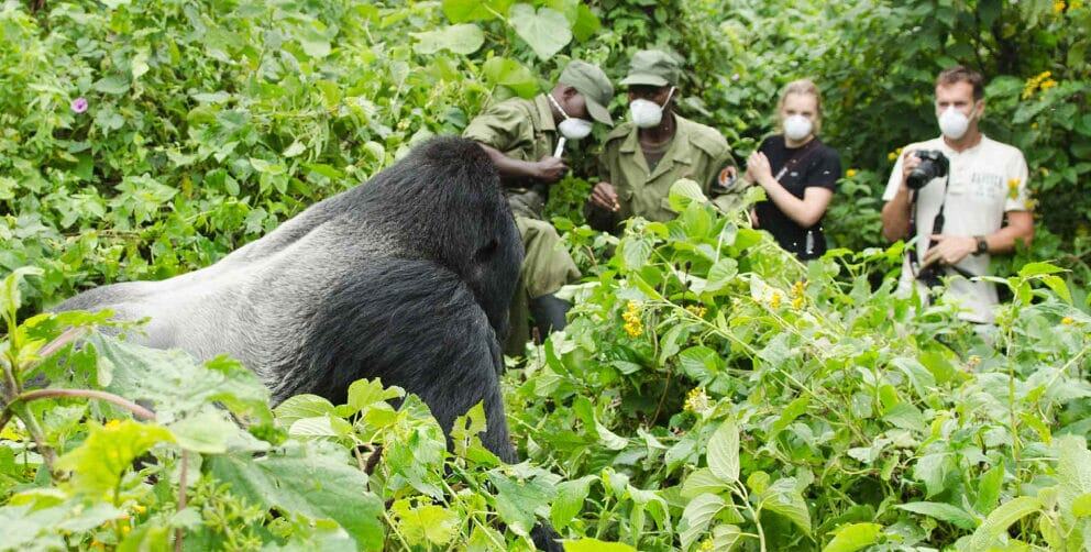 Travelers encountering a gorilla during a gorilla trekking safari