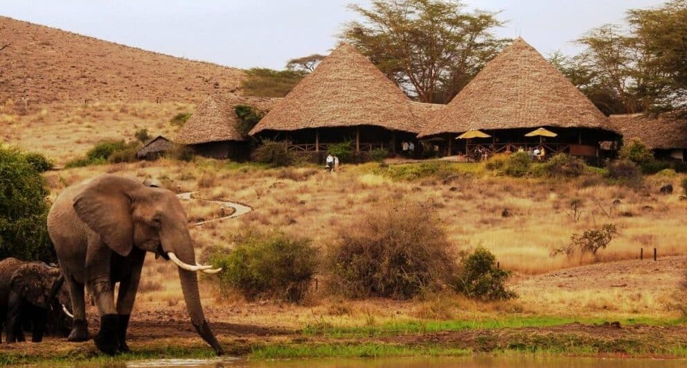 tortilis lodge amboseli national park luxury safari in kenya