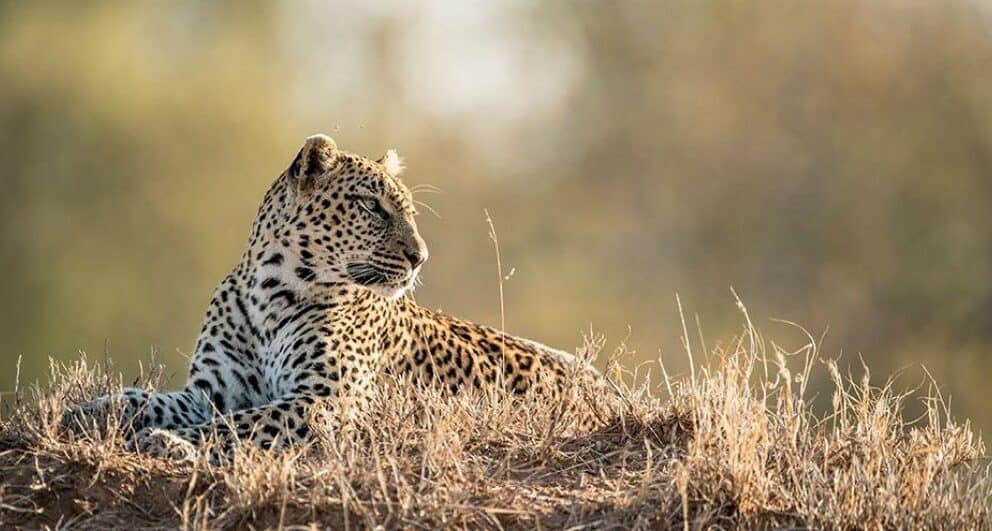 honeymoon safari sabi sands leopard