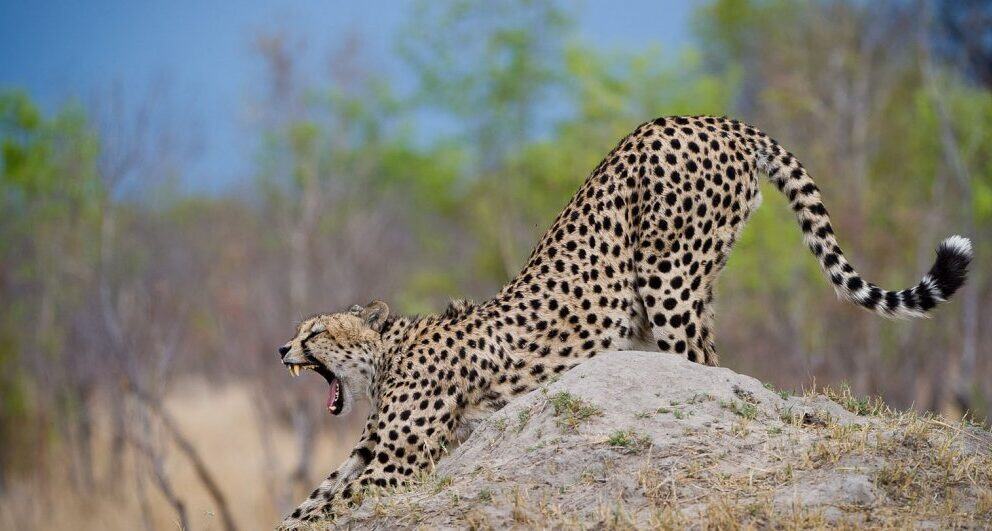 zimbabwe-wildlife-safari