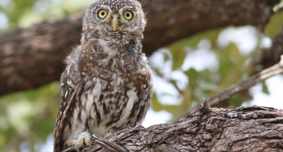 zimbabwe-birding-safari