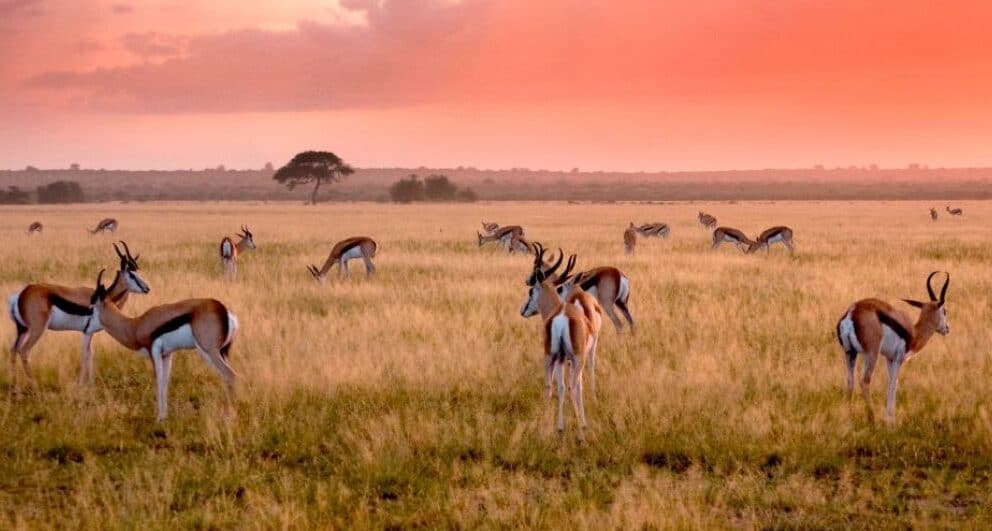 Springboks on the grasslands of Central Kalahari Game Reserve in Botswana.