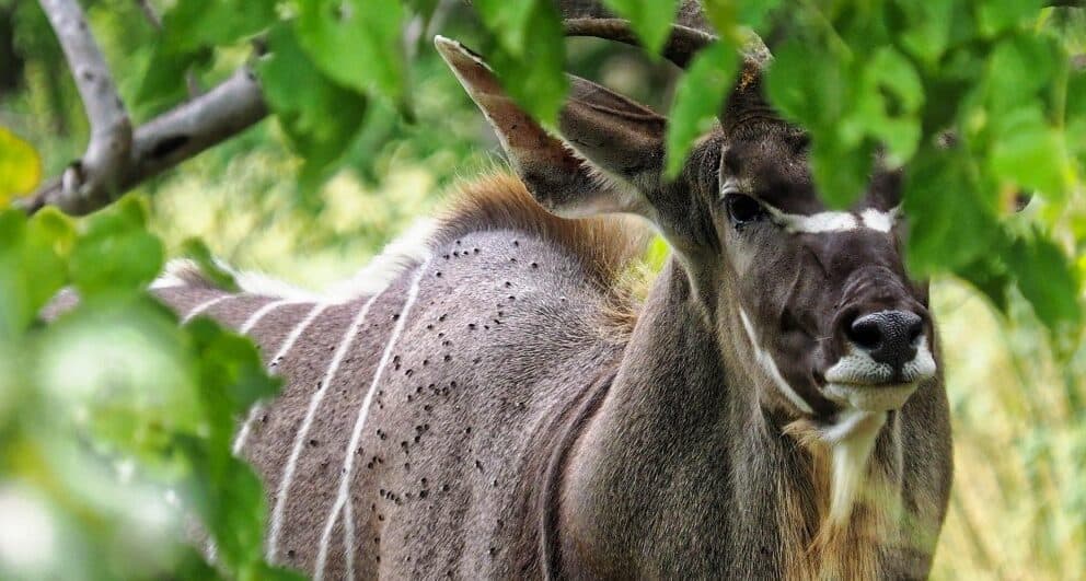Kudu in Botswana.