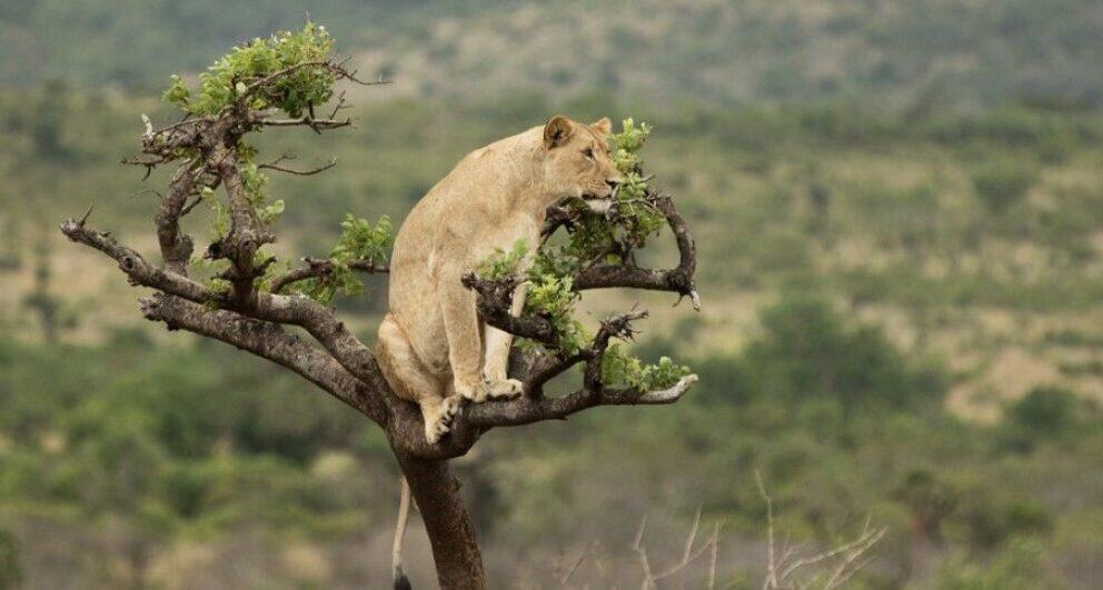 Why should you visit Rwanda?