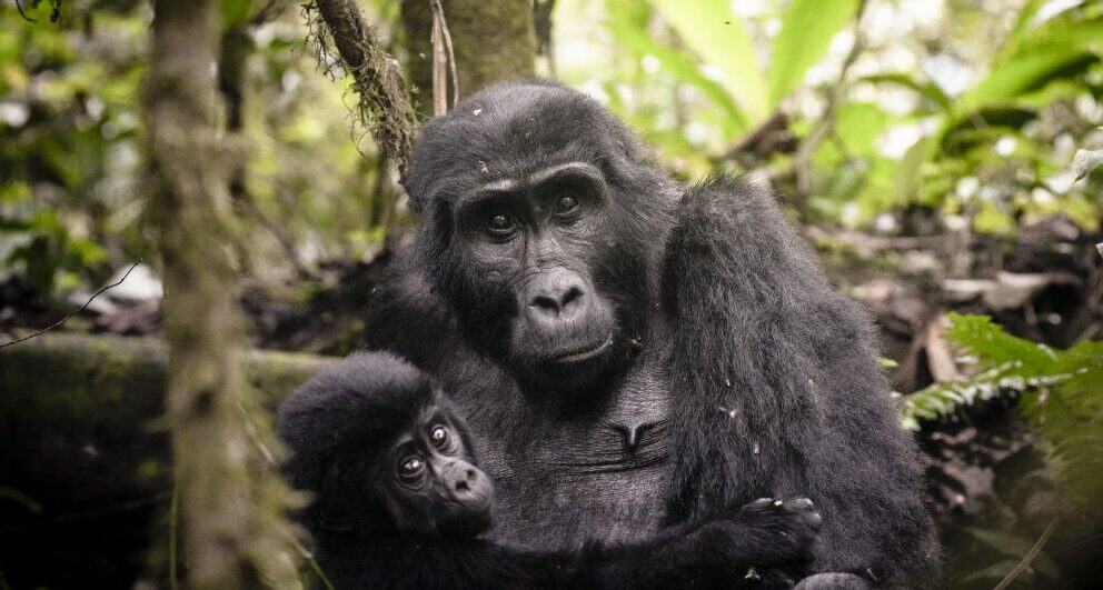 Why should you visit Rwanda?