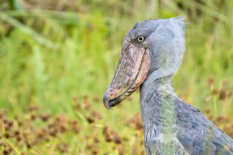 Shoebill Stork, Uganda | Photo: Judith Engbers via Getty