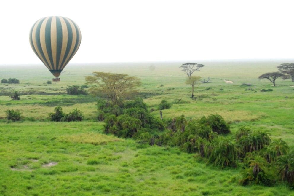 A hot air balloon floating over a lush and green field with bushes.