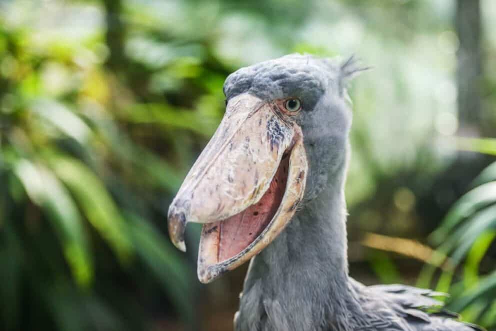 Shoebill stork on birding safari in Uganda