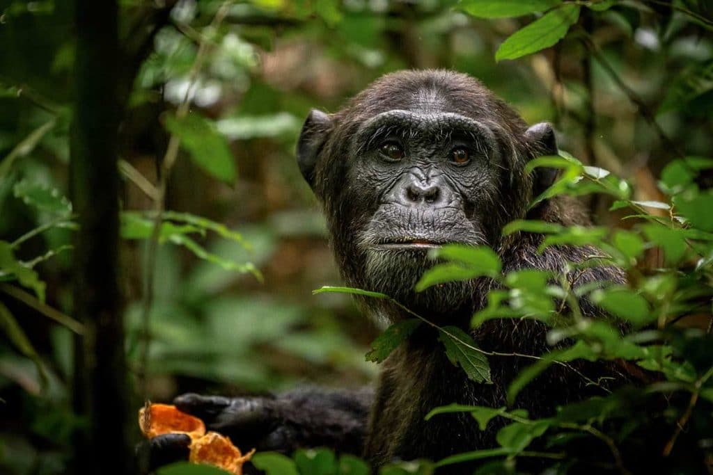 Chimpanzee Safaris