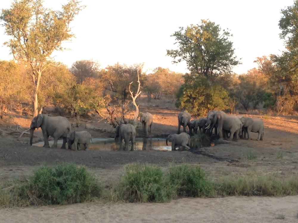 Elephants in Klaserie Private Nature Reserve