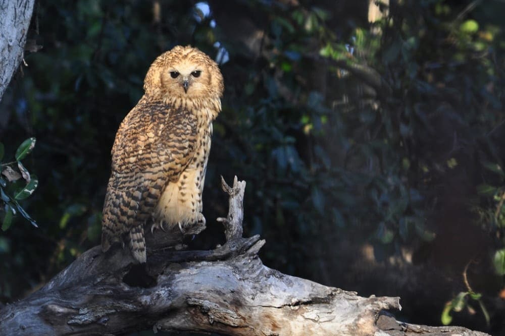 Pel's fishing owl in the Kruger National Park as seen on a birding safari