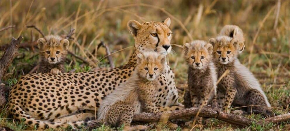 Cheetah with her cubs in the Kruger National Park.