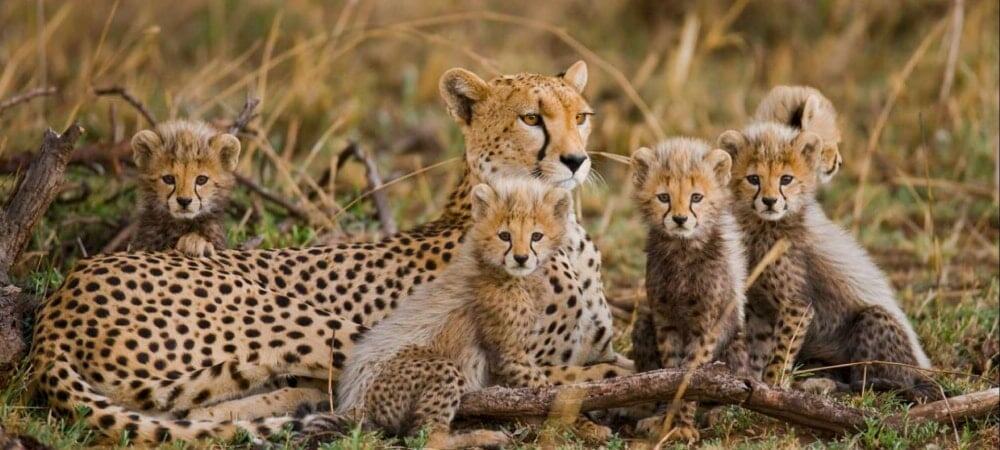 Cheetah with her cubs in the Kruger National Park.