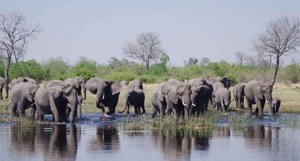 Herd of elephants in the Chobe River in Chobe National Park, Botswana.