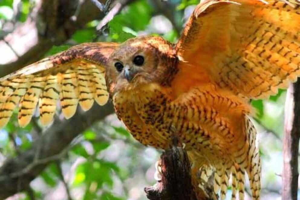 A Pel's Fishing Owl spreading its wings ready to take flight. Photo: Canva