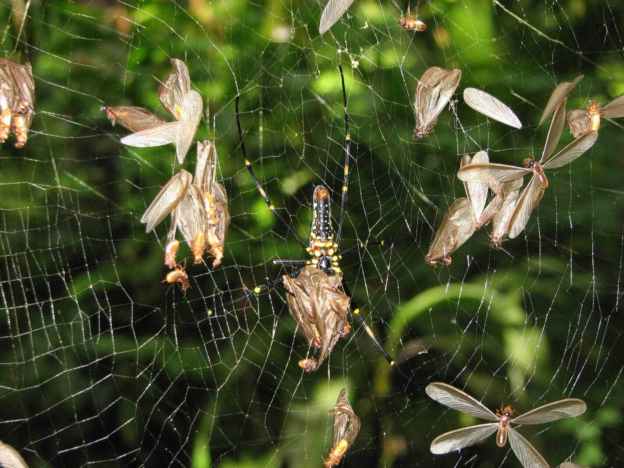 A spider feeding off termite alates