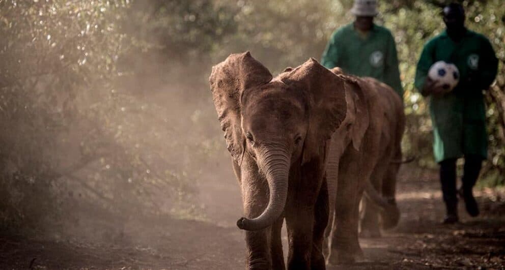 dswt conservation kenya safari elephants