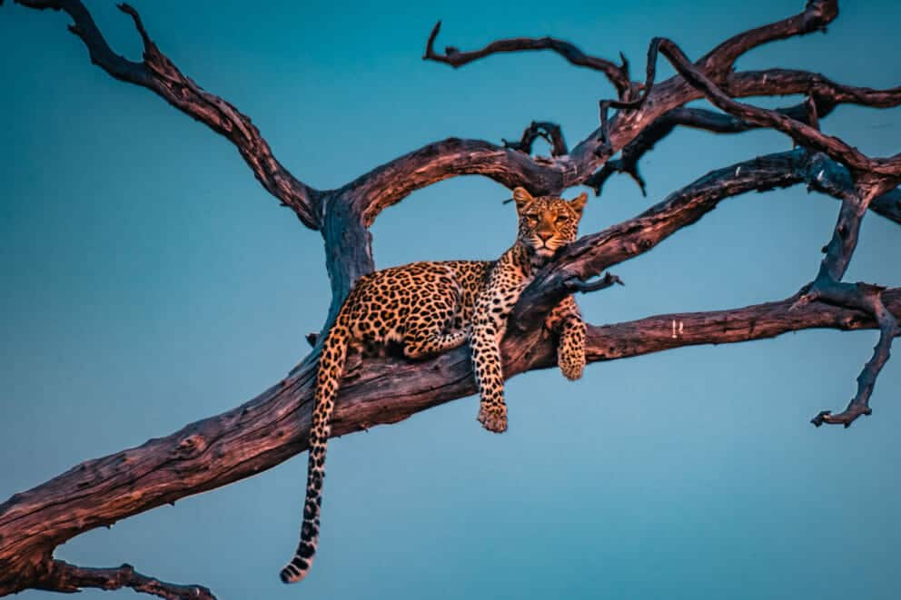 Young leopard resting on the tree in Chobe National Park, Botswana.