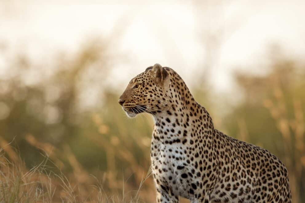 African leopard female pose in beautiful evening light.