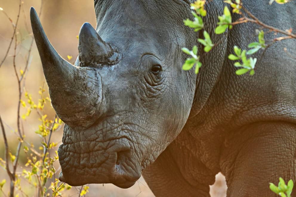 Roaming through the savvanah