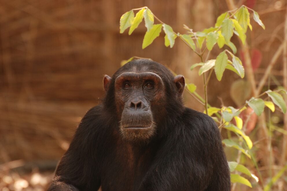 One of Jane Goodall's Chimps in Gombe Stream National Park, Tanzania