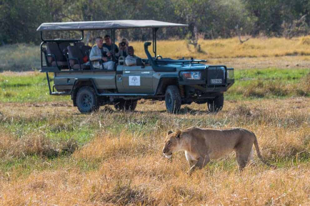 Lioness roaming across the dry Hwange National Park grasslands as safari guests watch from a vehicle.