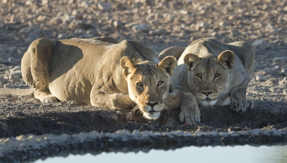 Lions in Etosha National Park in Namibia. A unique place where you can go to see lions in Africa
