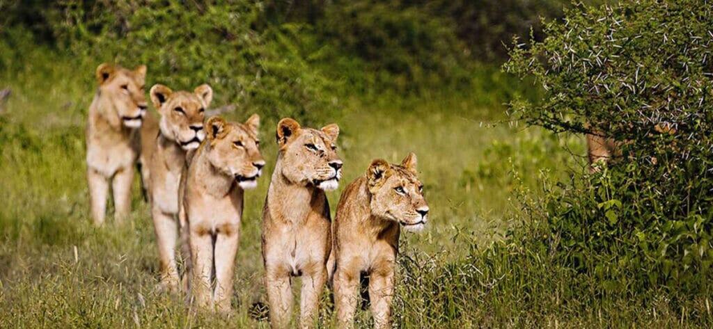 Lions on Chief's Island, Botswana.
