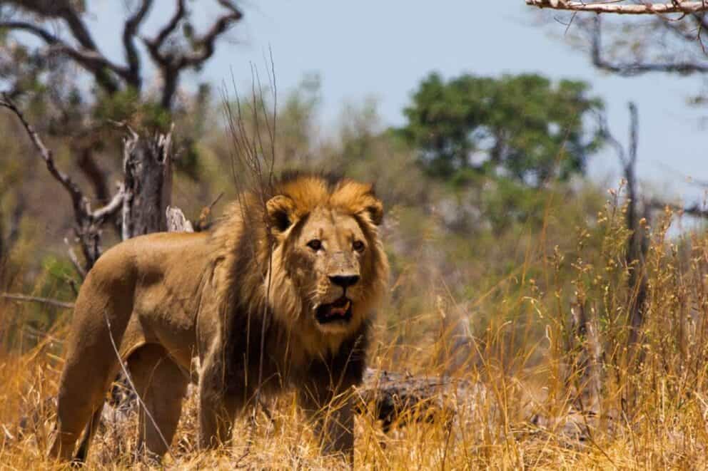 Lion in Moremi Game Reserve, Botswana.