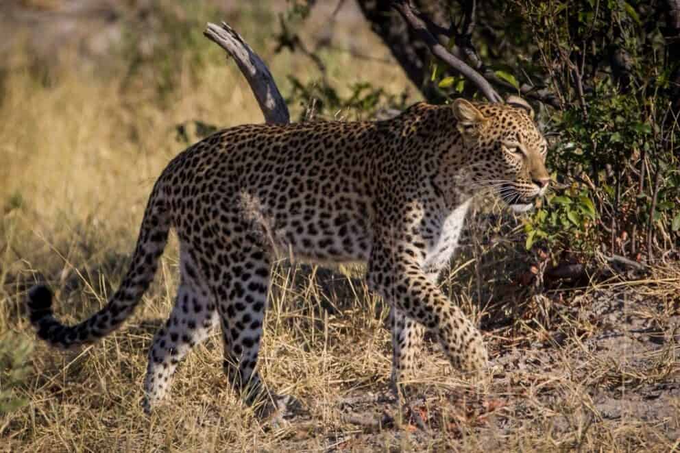 An leopard in the Okavango Delta; as seen on elephant safaris