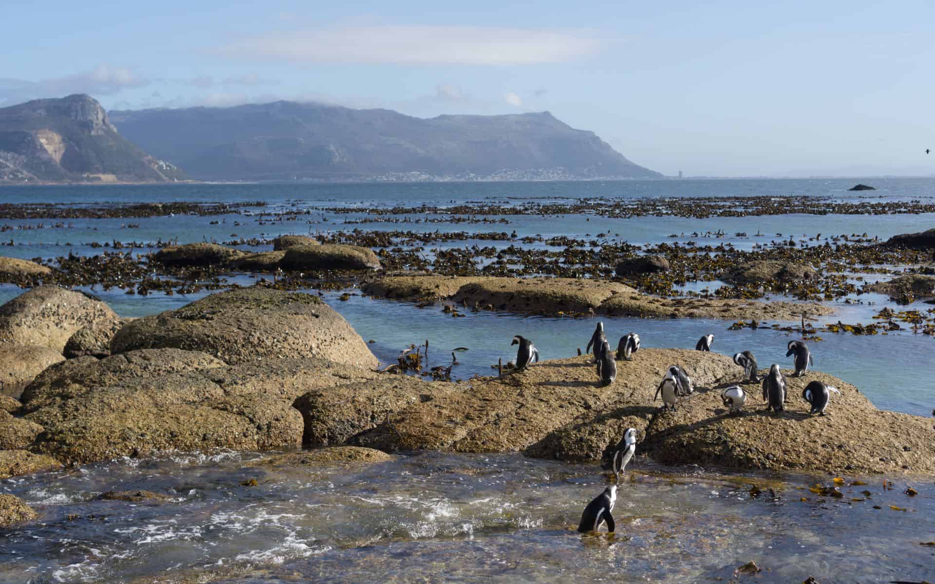 Penguins in False Bay at Boulders Beach