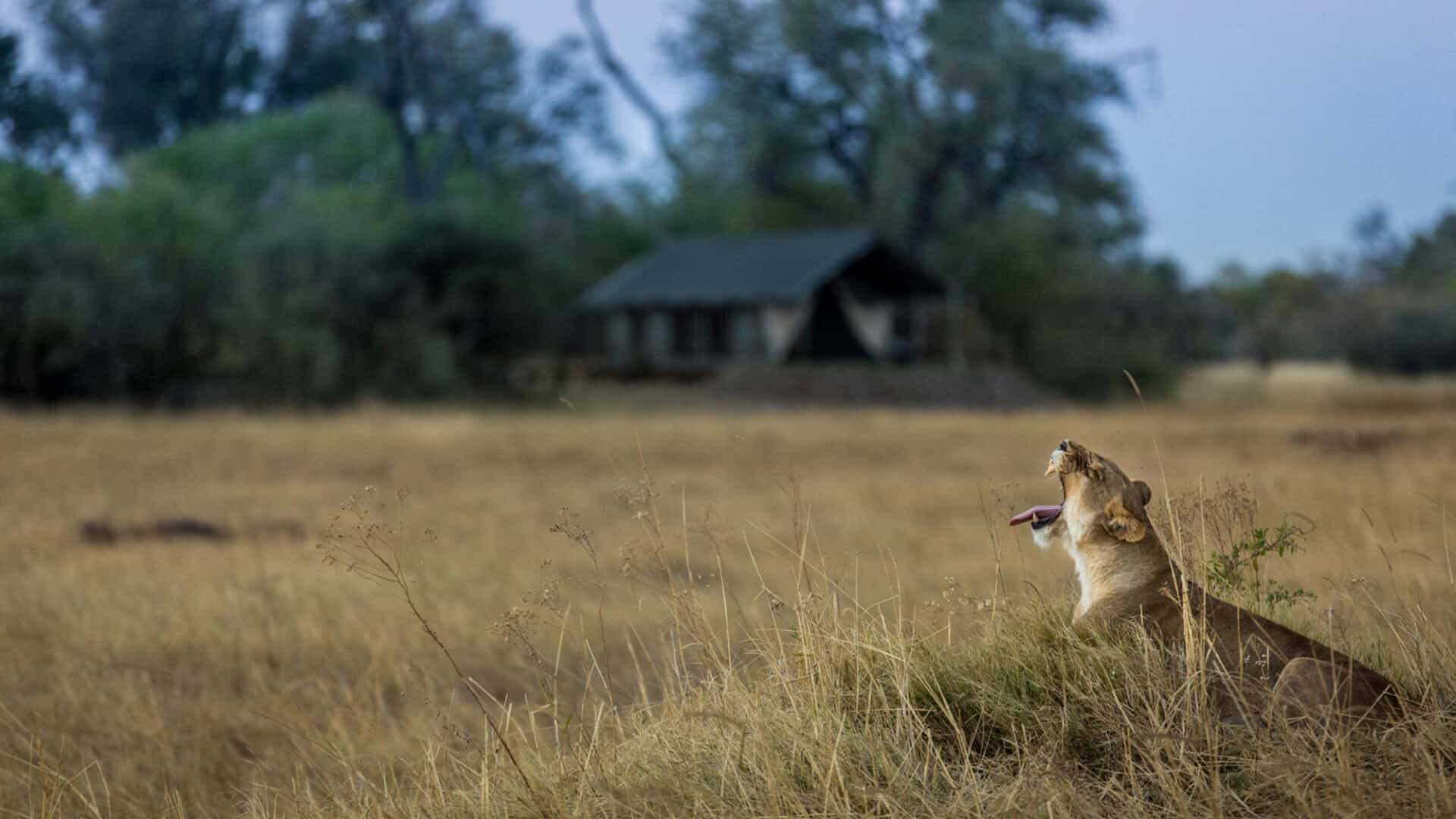Untamed Botswana and Zimbabwe Safari