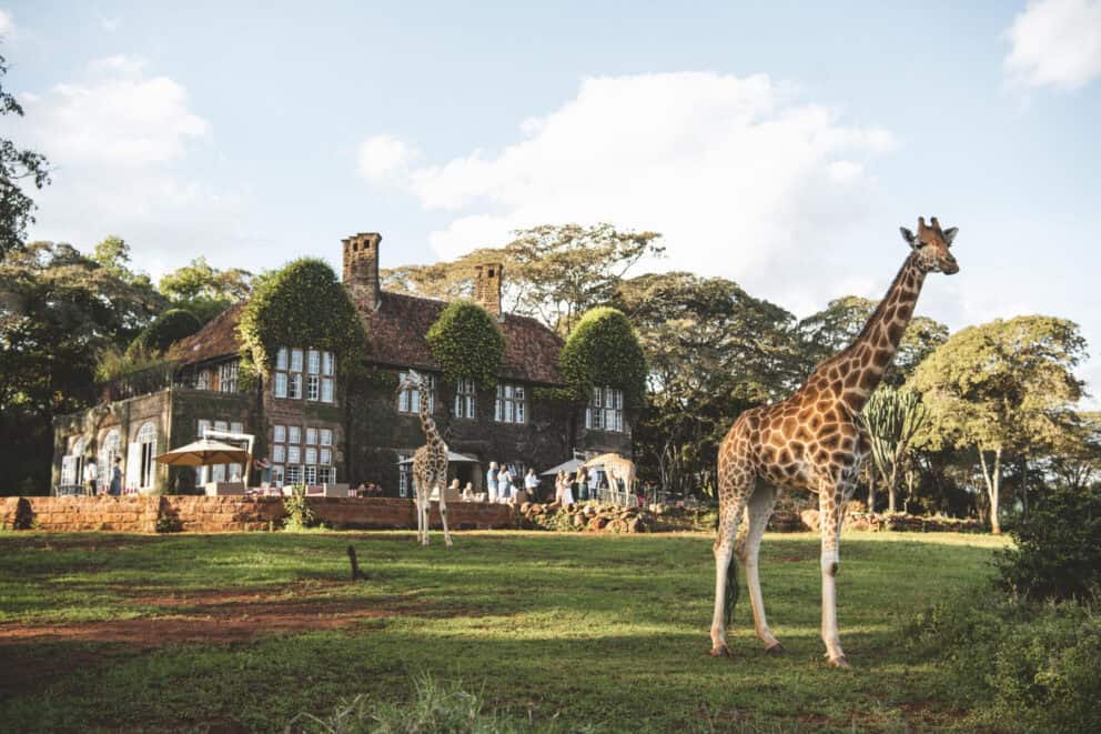 Giraffe outside Giraffe Manor in Nairobi, Kenya