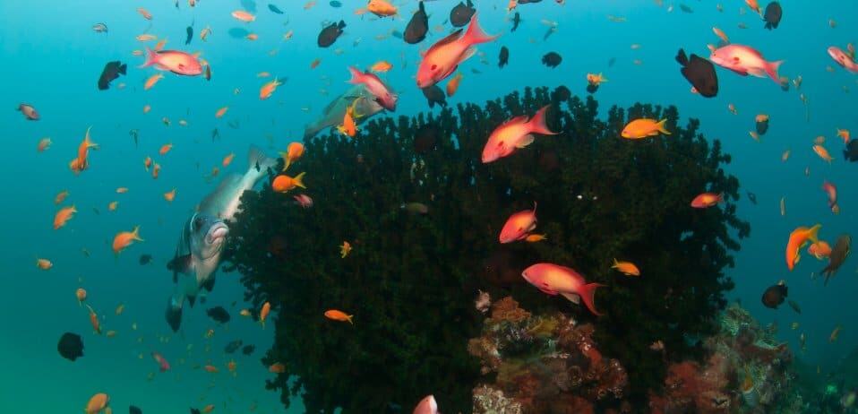 Snorkelling in Southern Africa
