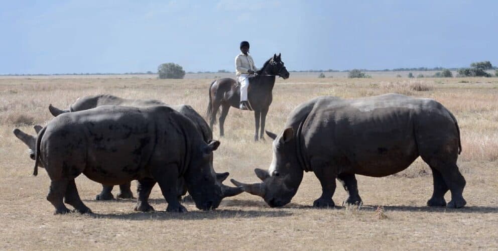 Tracking rhinos on a horseback safari in Masai Mara, Kenya-Photo credit-Ol Pejeta Bush Camp