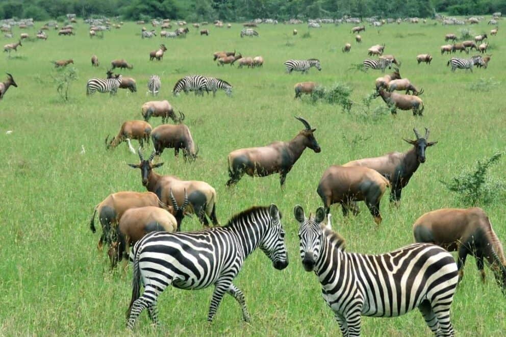 Zebras and topi in the Serengeti