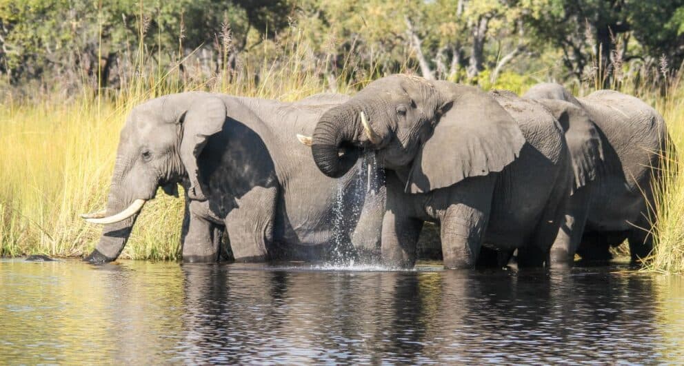 okavango delta botswana safari wildlife elephant