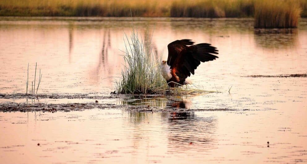 camp xakanaxa okavango delta botswana safari birding