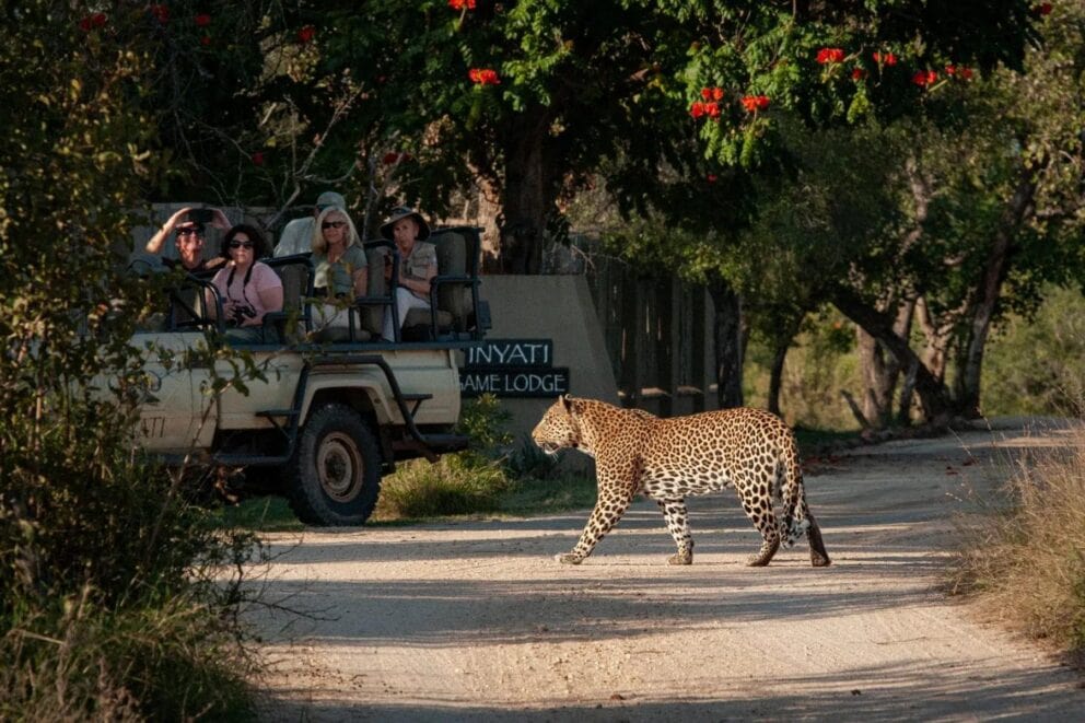 Tourists in a safari vehicle leaving at the entrance of the lodge observing a leopard walking by at Inyati Game Lodge, South Africa.