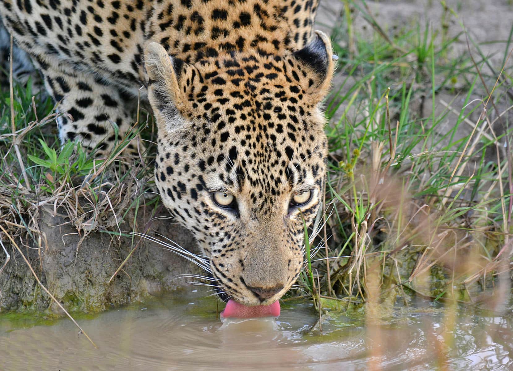 Leopard drinking water in Sabi Sand Game Reserve