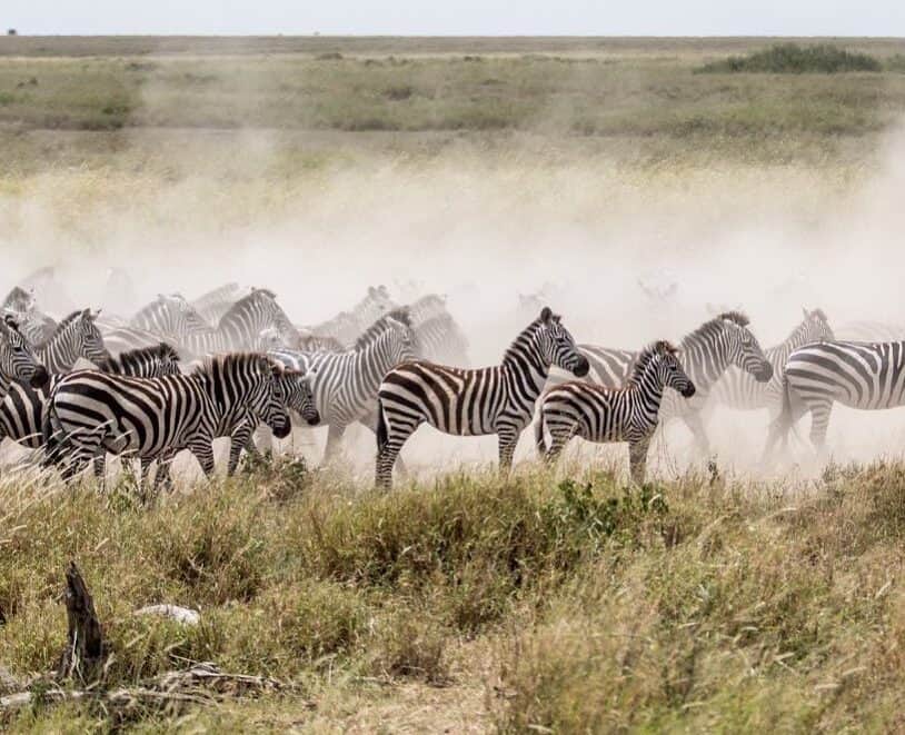 migration-luxury-safari