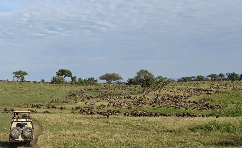 serengeti-migration-safari