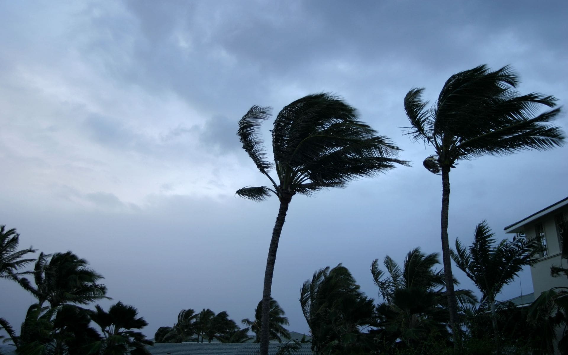 Palms in the wind during a storm